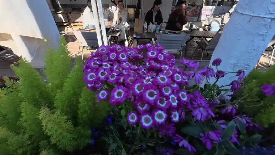 4k31壁纸-店铺 - 户外-紫色「哲风壁纸」 4k31壁纸-店铺 - 户外-紫色「哲风壁纸」