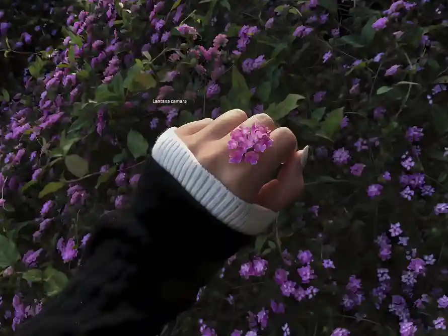 4k户外壁纸-手 - 植物-紫色「哲风壁纸」
