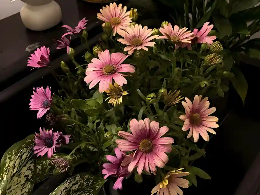 3k小花壁纸-植物 - 盆栽-粉色「哲风壁纸」