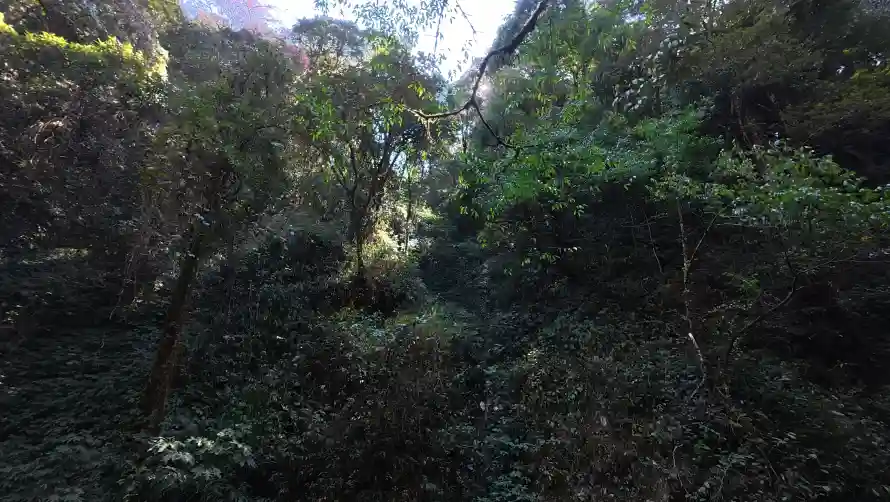 4k32壁纸-54 - 林间-树木「哲风壁纸」