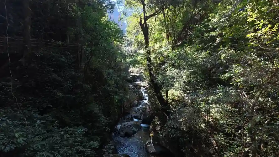 4k山谷壁纸-林荫 - 树木-森林「哲风壁纸」