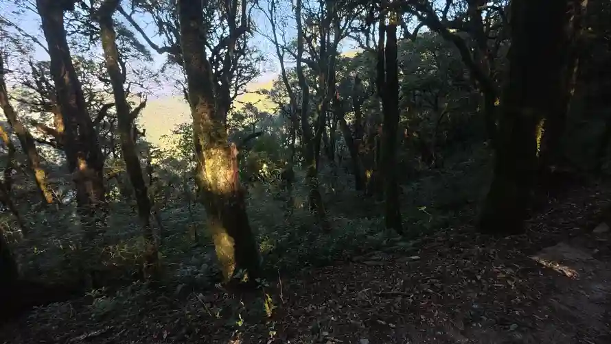 4k45壁纸-光影 - 日落-树木「哲风壁纸」
