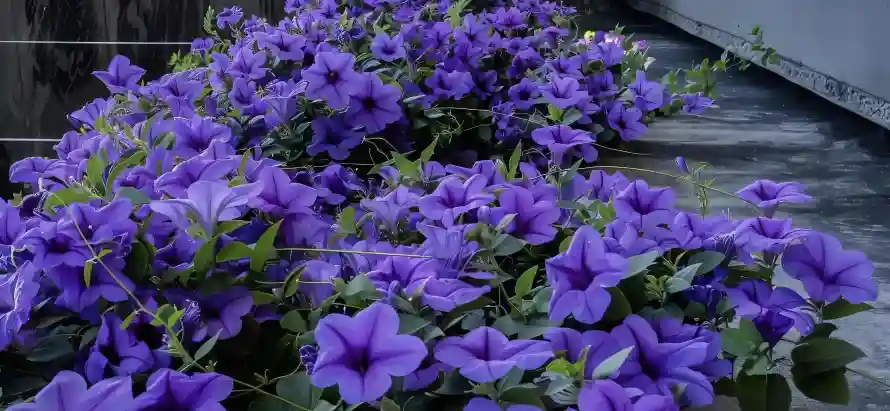 3k壁纸壁纸-平板 - 户外-植物「哲风壁纸」