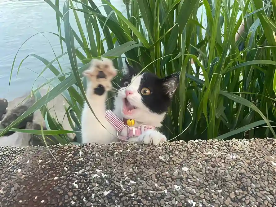 2k小猫壁纸-岸边 - 户外-抬爪「哲风壁纸」