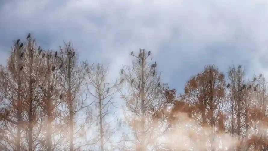 2k云雾壁纸-壁纸 - 天空-平板「哲风壁纸」