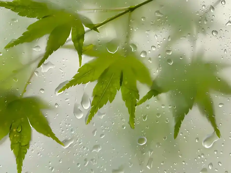2k枫叶壁纸-树叶 - 水滴-水珠「哲风壁纸」
