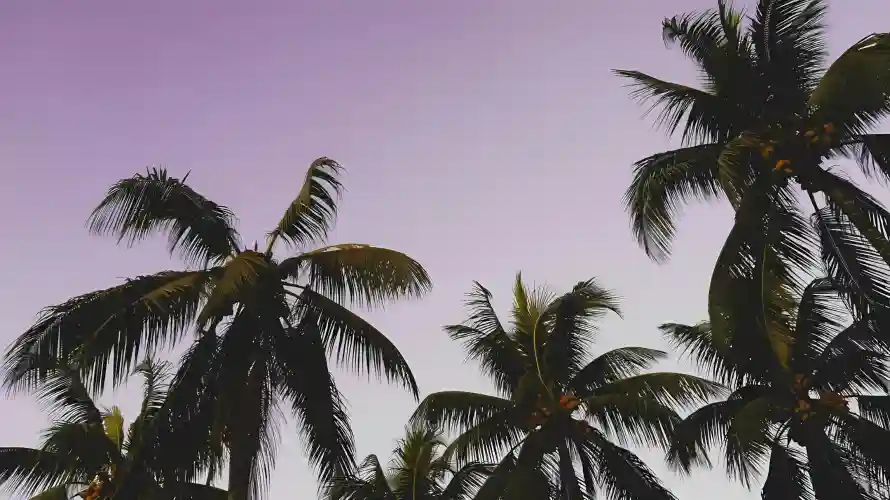 2k剪影壁纸-天空 - 晚上-树影「哲风壁纸」