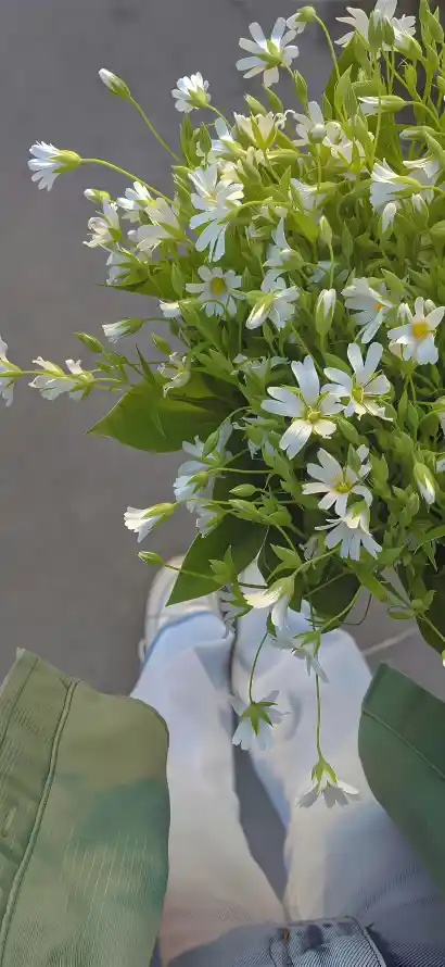 4k植物壁纸 - 清新 - 绿叶 - 自然「哲风壁纸」