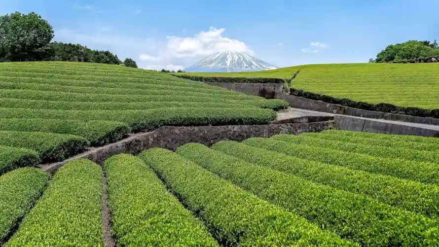4k乡村壁纸-山丘 - 日本-田园「哲风壁纸」