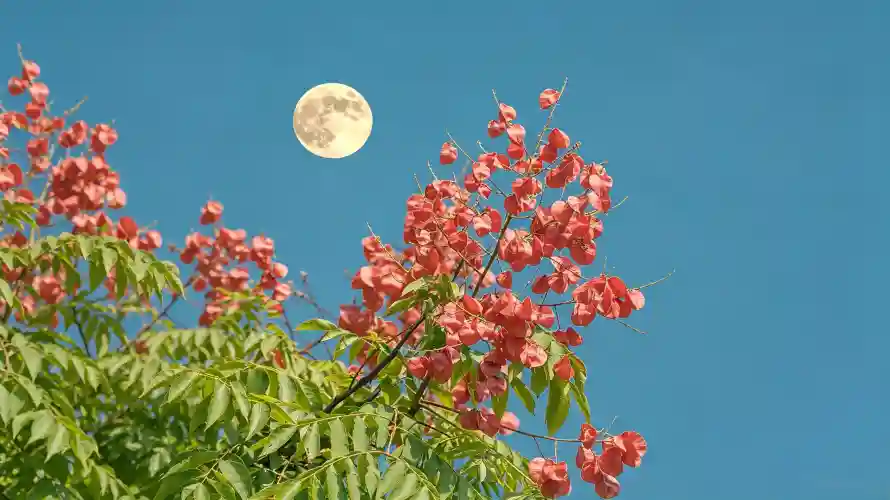 3k壁纸壁纸-晴空 - 月亮-植物「哲风壁纸」