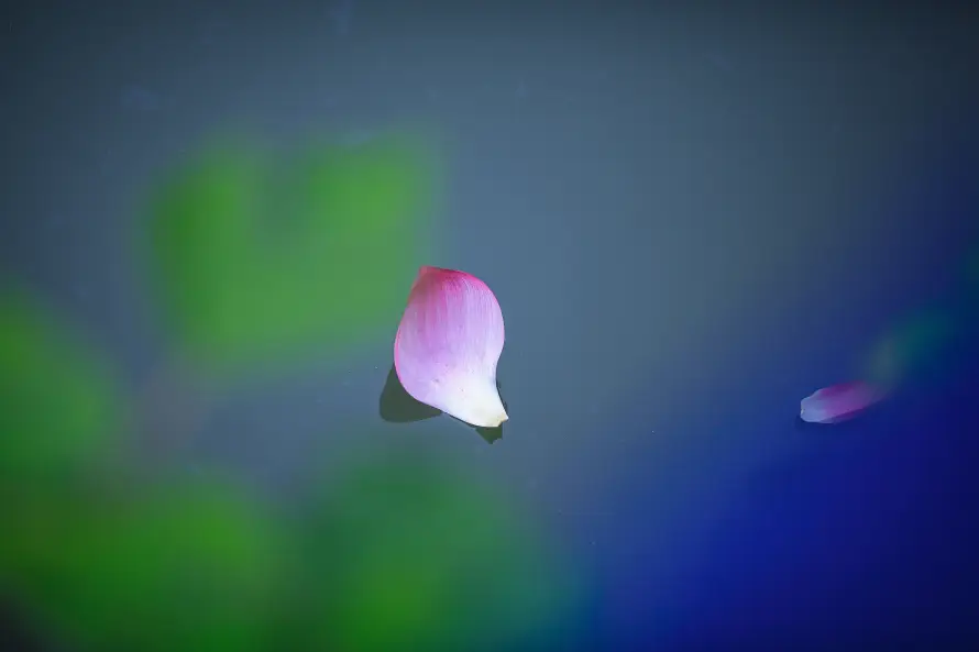 3k夏日壁纸-景观 - 植物-水面「哲风壁纸」