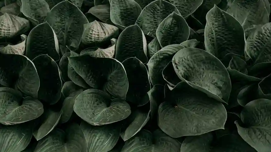 3k叶片壁纸-壁纸 - 护眼-植物「哲风壁纸」