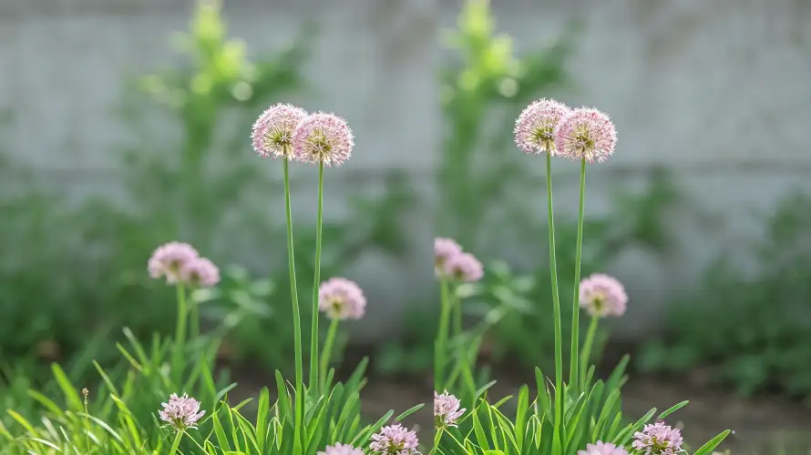 3k壁纸壁纸-户外 - 植物-浅粉「哲风壁纸」