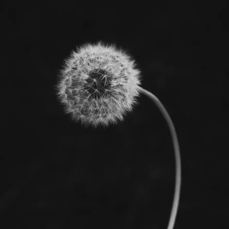 4k植物壁纸 - 特写 - 简约 - 绒球「哲风壁纸」