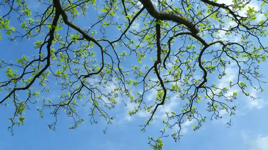 3k壁纸壁纸-天空 - 新芽-春日「哲风壁纸」