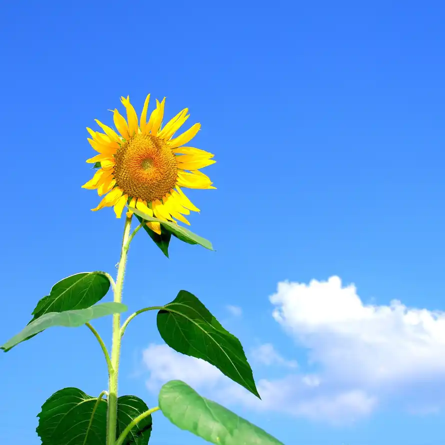 4k天空壁纸 - 花 - 晴天 - 植物「哲风壁纸」