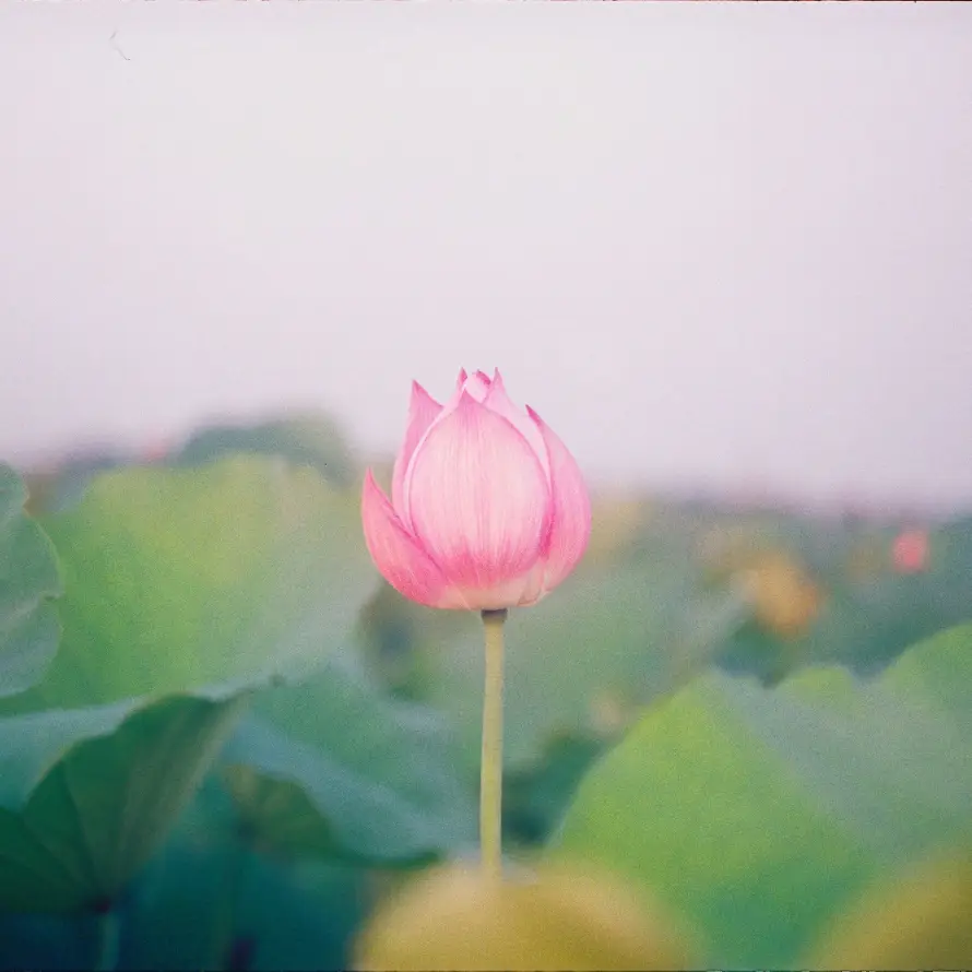 4k夏日壁纸 - 花 - 粉色 - 绿色「哲风壁纸」