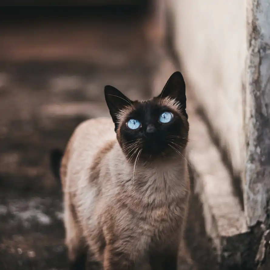 4k凝视壁纸 - 猫 - 宠物 - 抬头「哲风壁纸」