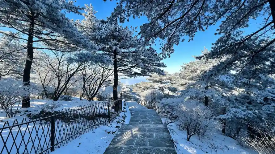 3k冬日壁纸-雪 - 好看-山林「哲风壁纸」