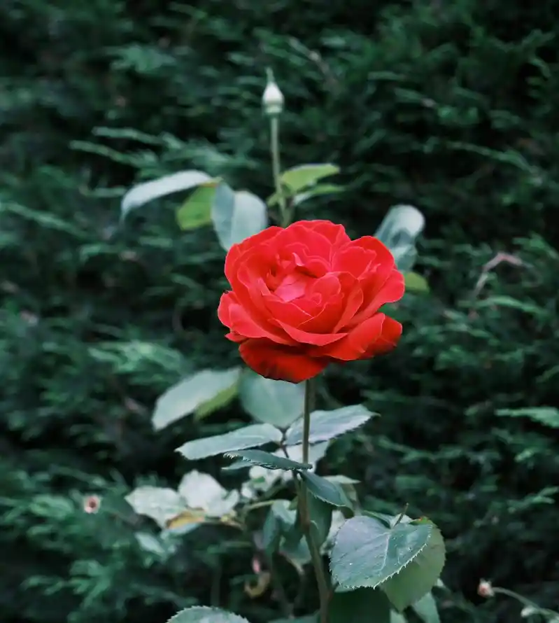 4k植物壁纸 - 特写 - 玫瑰 - 绿叶「哲风壁纸」