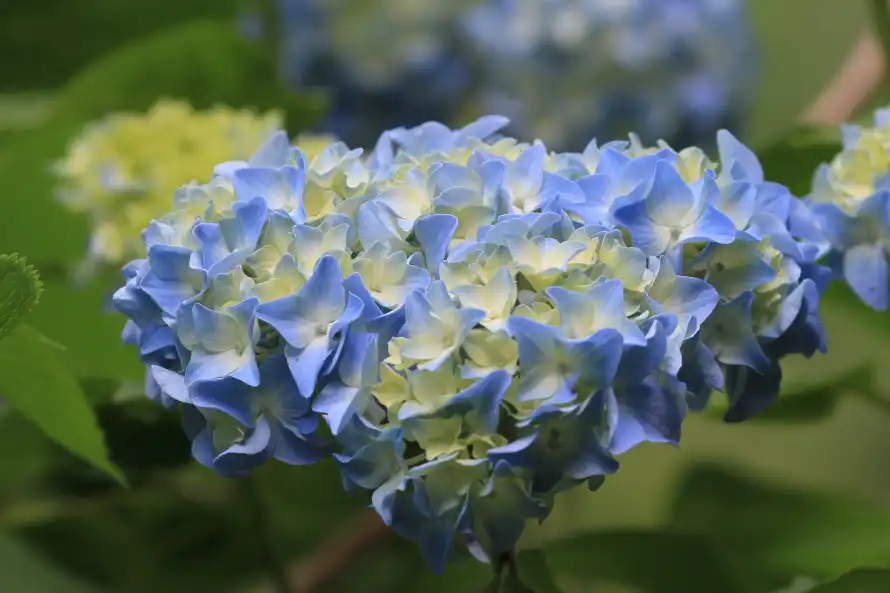 4k初夏壁纸-户外 - 植物-绿植「哲风壁纸」