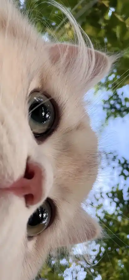 4k可爱壁纸 - 天空 - 宠物 - 小猫「哲风壁纸」