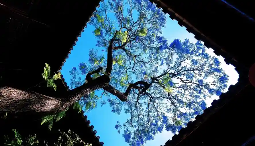3k仰拍壁纸-树 - 古树-天空「哲风壁纸」