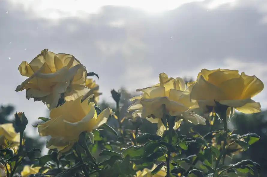 6k天空壁纸-户外 - 植物-水珠「哲风壁纸」