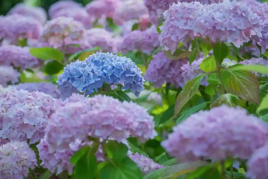 2k植物壁纸-花 - 绿叶-自然「哲风壁纸」