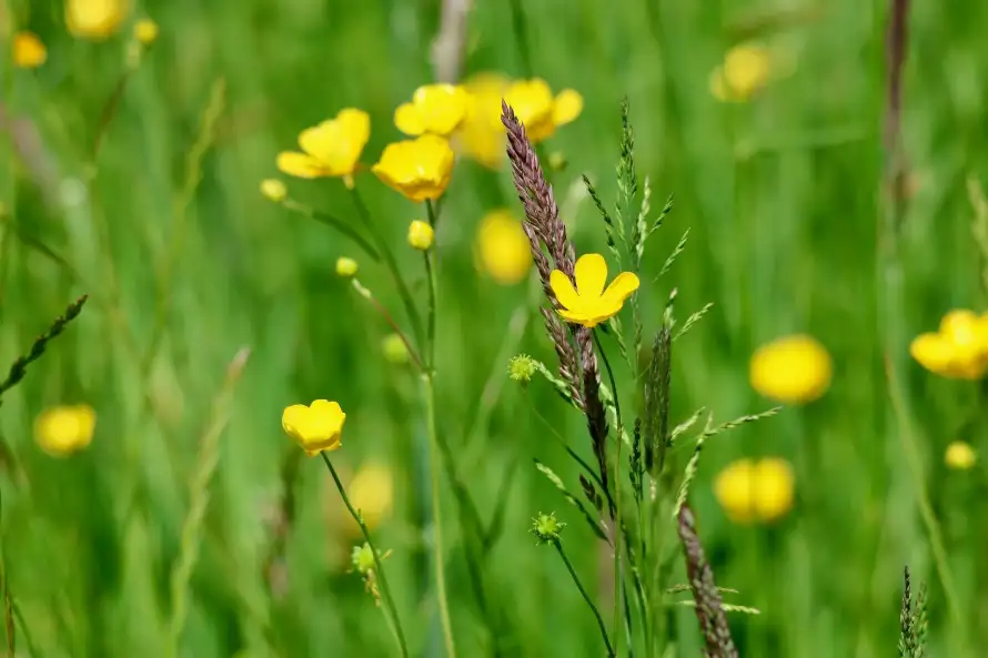 2k夏季壁纸-小草 - 户外-春天「哲风壁纸」