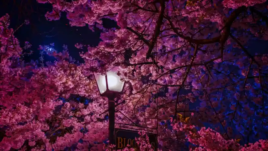 2k夜晚壁纸-夜空 - 春景-树枝「哲风壁纸」