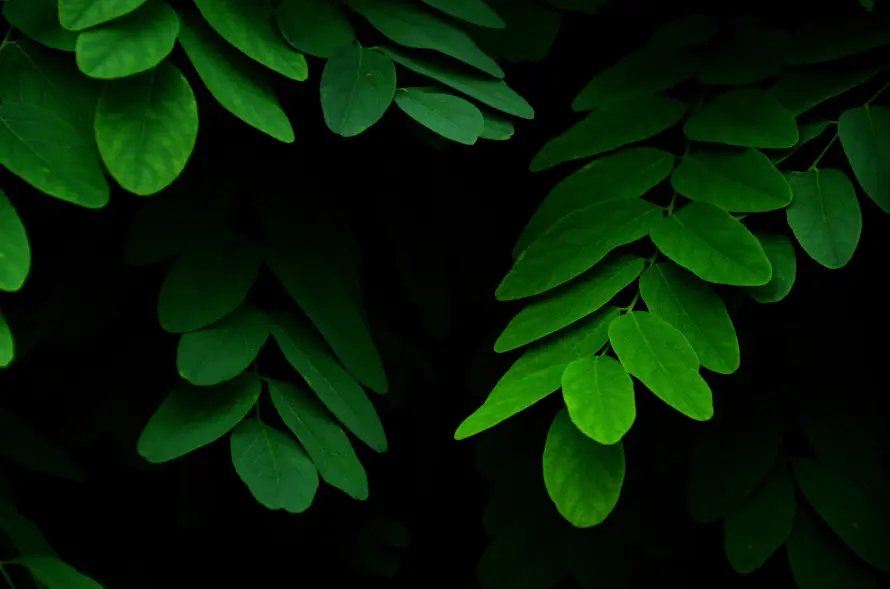4k叶片壁纸-图片 - 好看-植物「哲风壁纸」