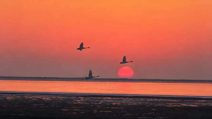 3k候鸟壁纸-剪影 - 图片-夕阳「哲风壁纸」