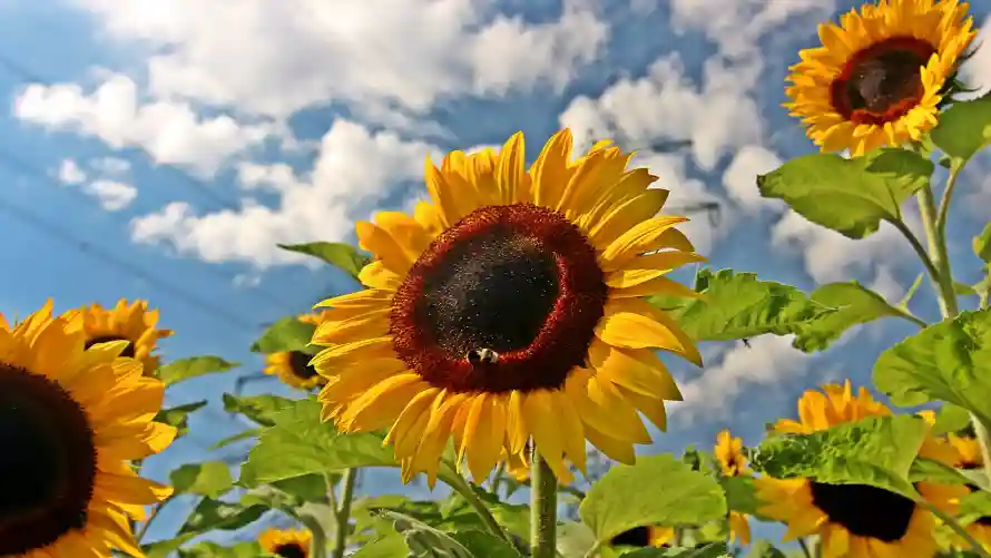 4k夏日壁纸-户外 - 晴天-植物「哲风壁纸」