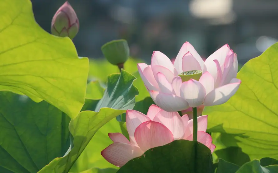 2k夏季壁纸-池塘 - 粉色-绿色「哲风壁纸」