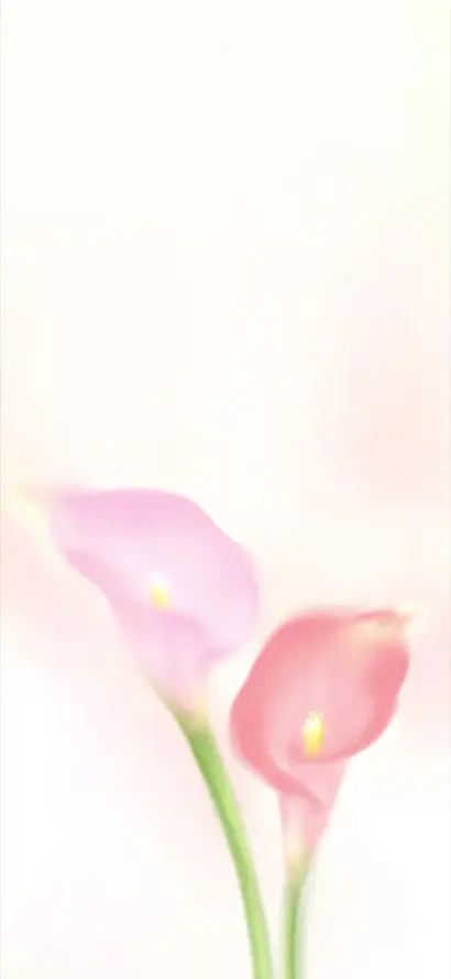 4k柔焦壁纸 - 植物 - 淡粉 - 粉色「哲风壁纸」