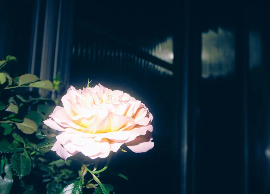 4k夜晚壁纸-花 - 建筑-植物「哲风壁纸」
