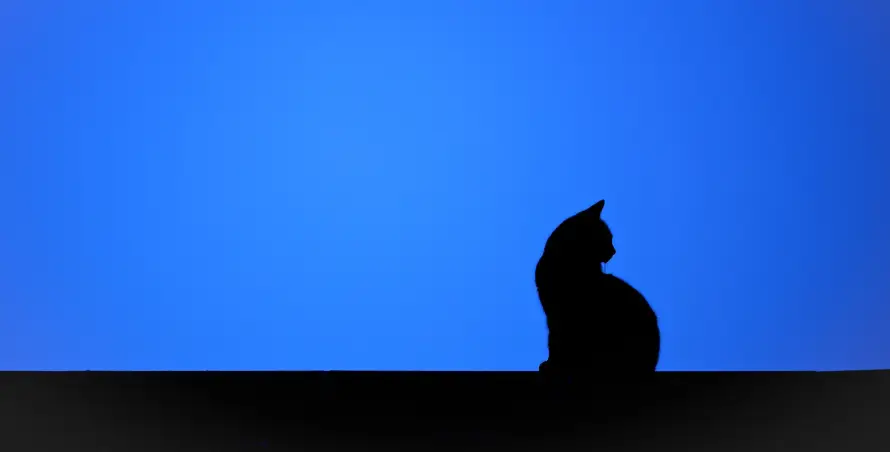 2k剪影壁纸-猫 - 动物-坐姿「哲风壁纸」