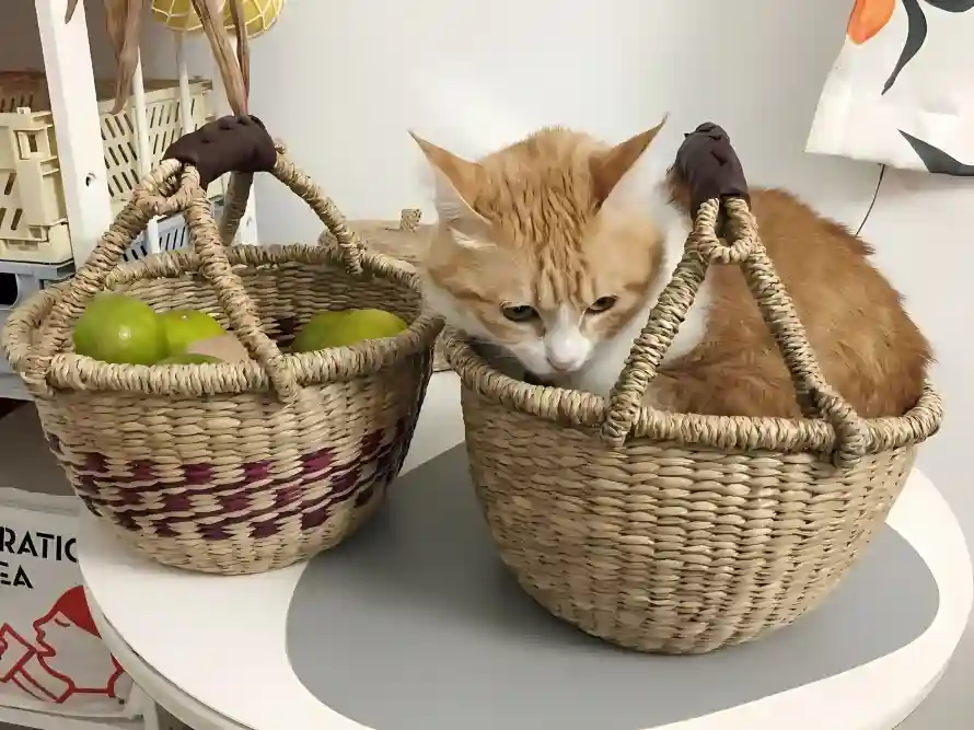 2k小猫壁纸-居家 - 桌面-橘猫「哲风壁纸」