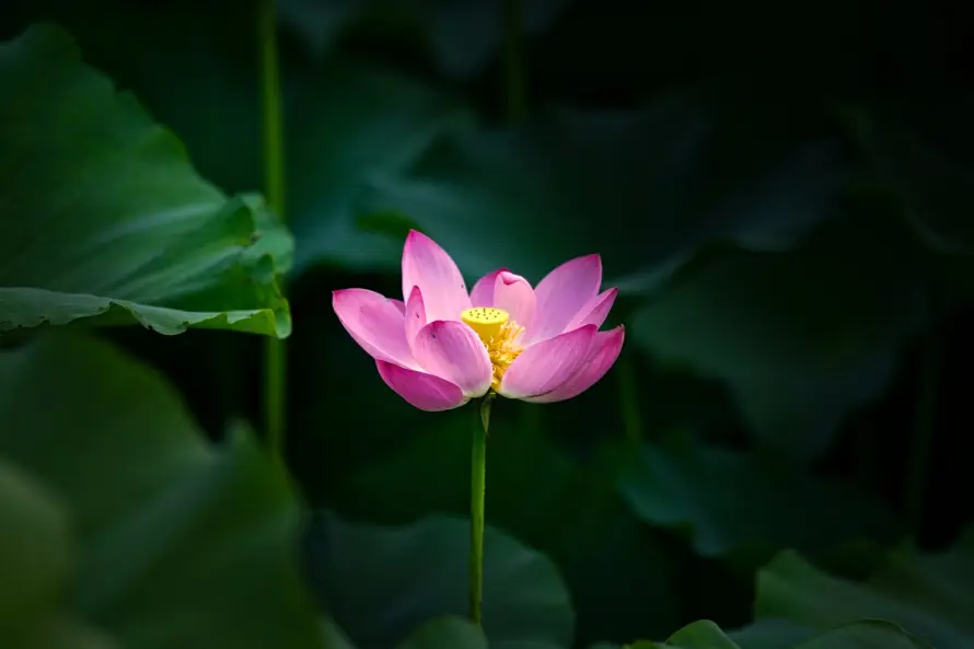 3k夏季壁纸-盛开 - 粉色-绿植「哲风壁纸」