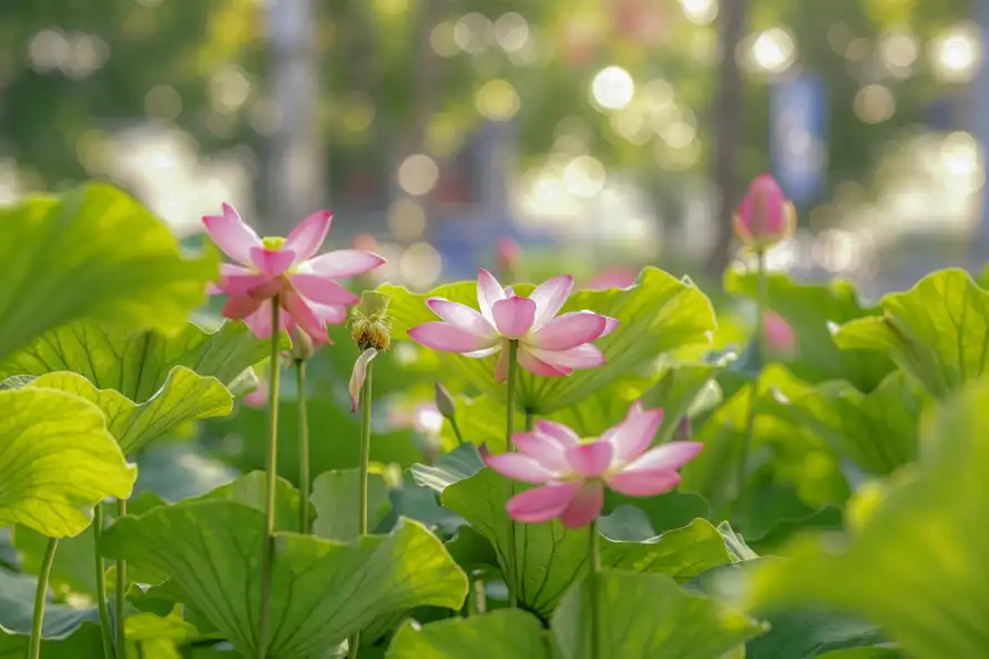 3k夏天壁纸-夏日 - 植物-池塘「哲风壁纸」