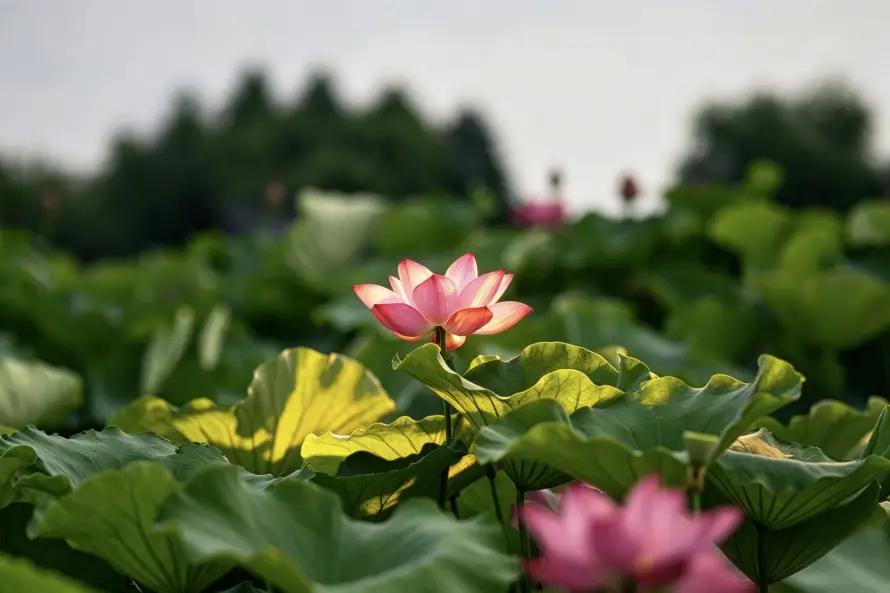 3k夏季壁纸-夏花 - 户外-绿植「哲风壁纸」