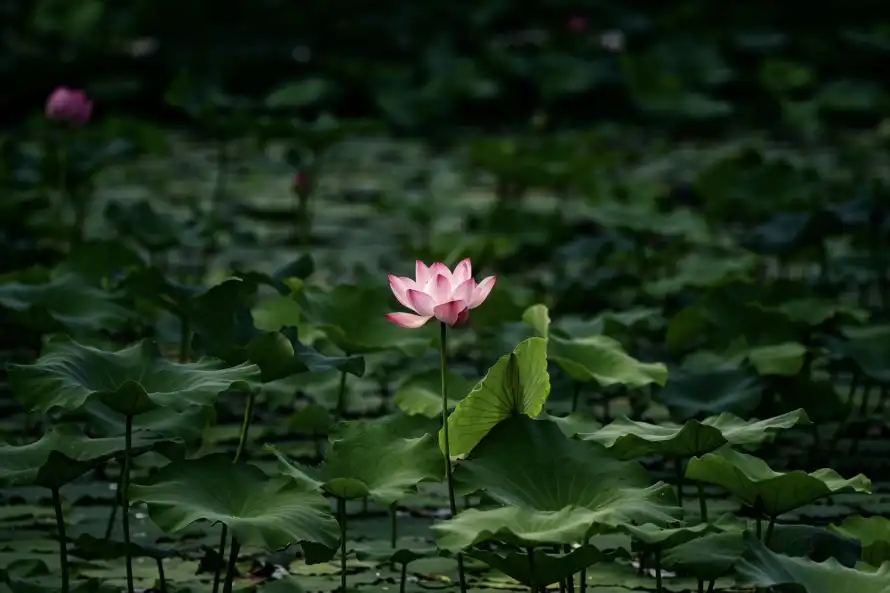 3k夏季壁纸-夏日 - 池塘-粉色「哲风壁纸」
