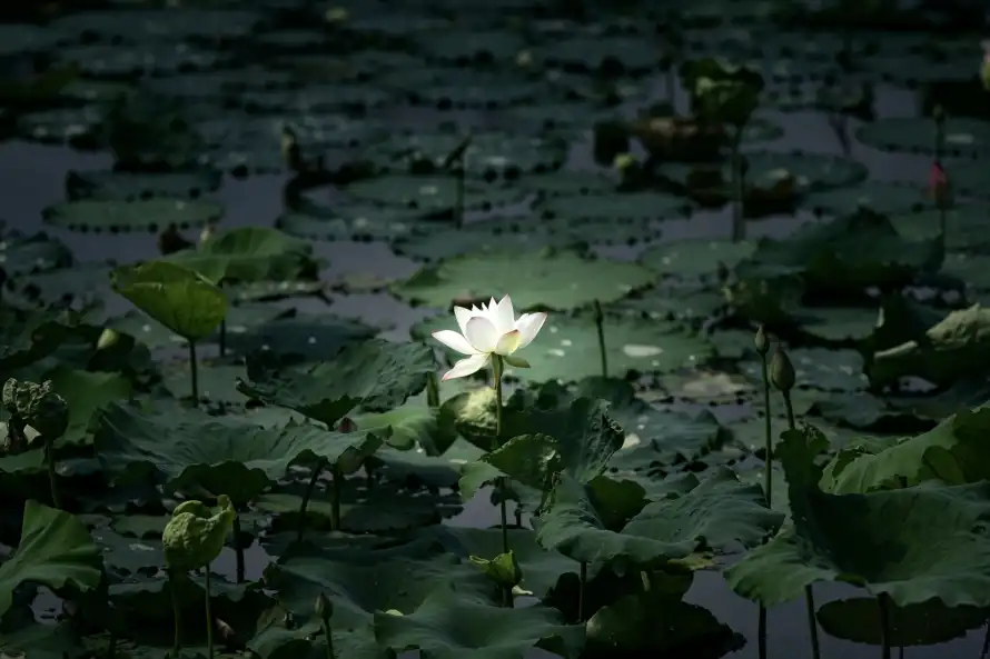 3k夏日壁纸-植物 - 池塘-湖面「哲风壁纸」