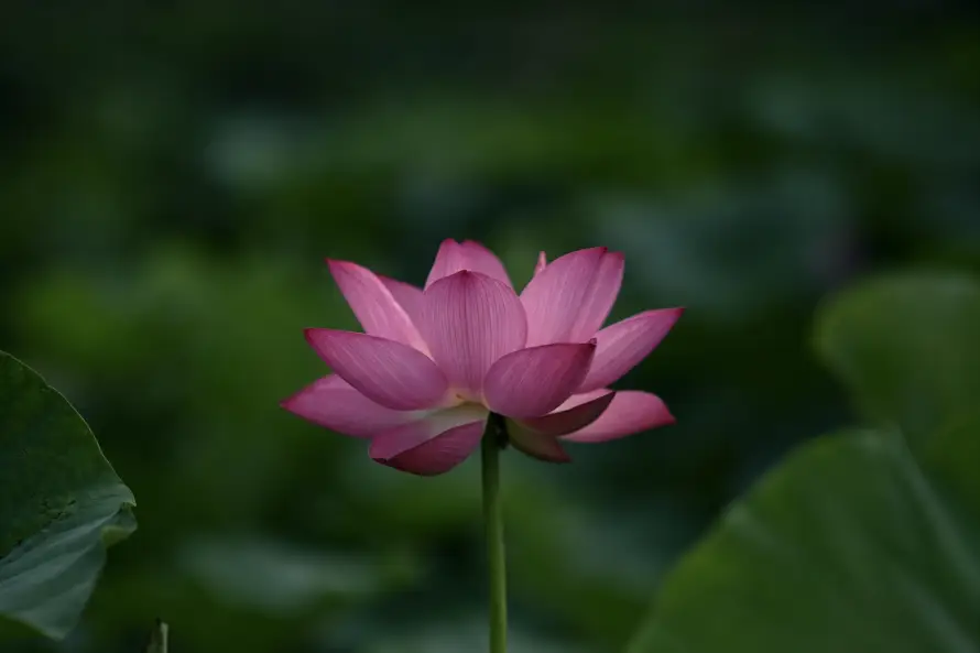 3k夏日壁纸-植物 - 粉色-自然「哲风壁纸」