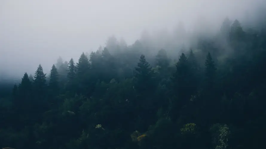 6k云雾壁纸-山景 - 山林-森林「哲风壁纸」