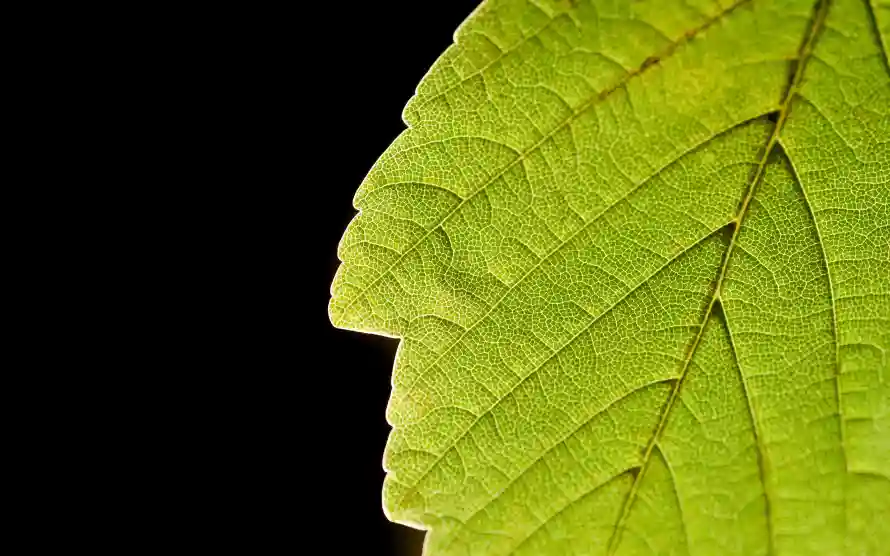 4k叶片壁纸-叶脉 - 植物-特写「哲风壁纸」