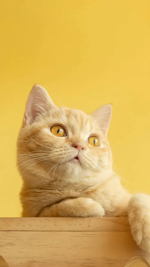 4k2K壁纸 - 宠物 - 猫咪 - 萌宠「哲风壁纸」