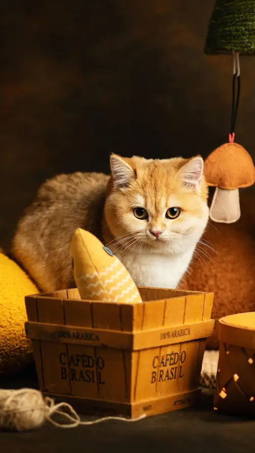4k2K壁纸 - 可爱 - 木箱 - 橘猫「哲风壁纸」