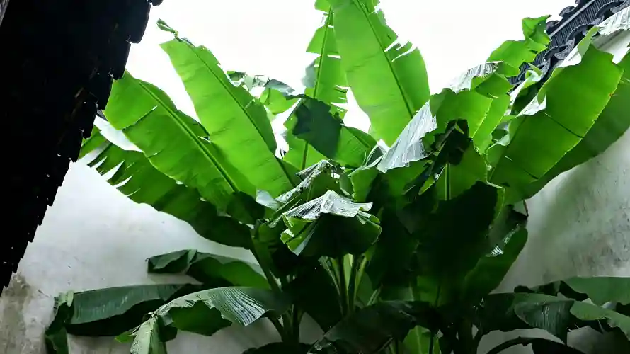 3k户外壁纸-植物 - 清新-绿叶「哲风壁纸」